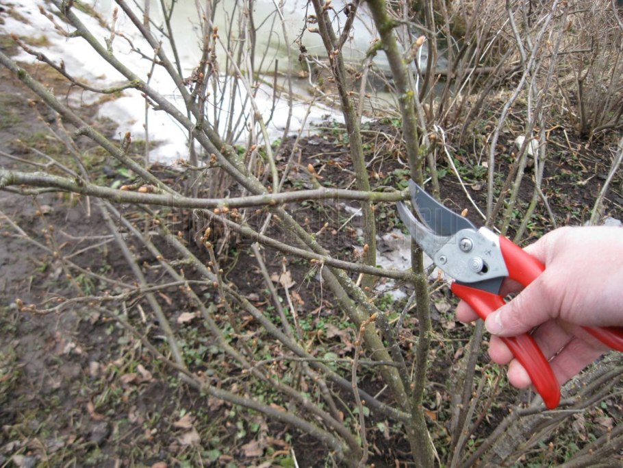 Отводки крыжовника