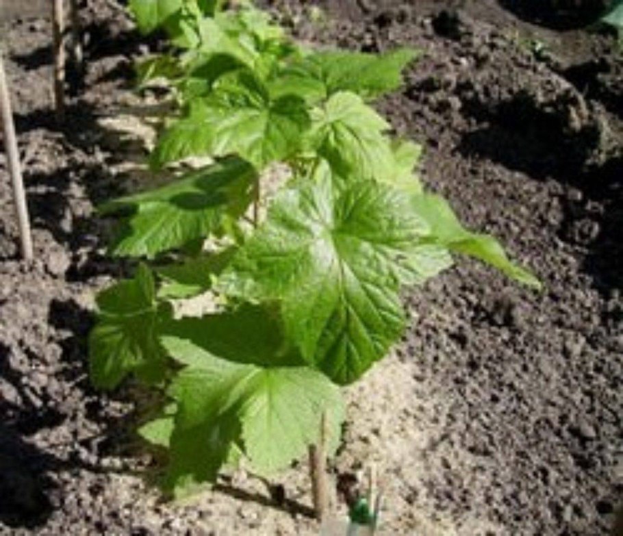 Размножение смородины стеблевыми черенками