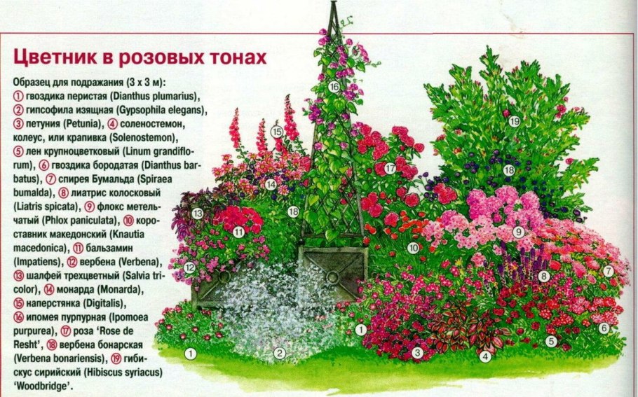Хоста папоротник астильба