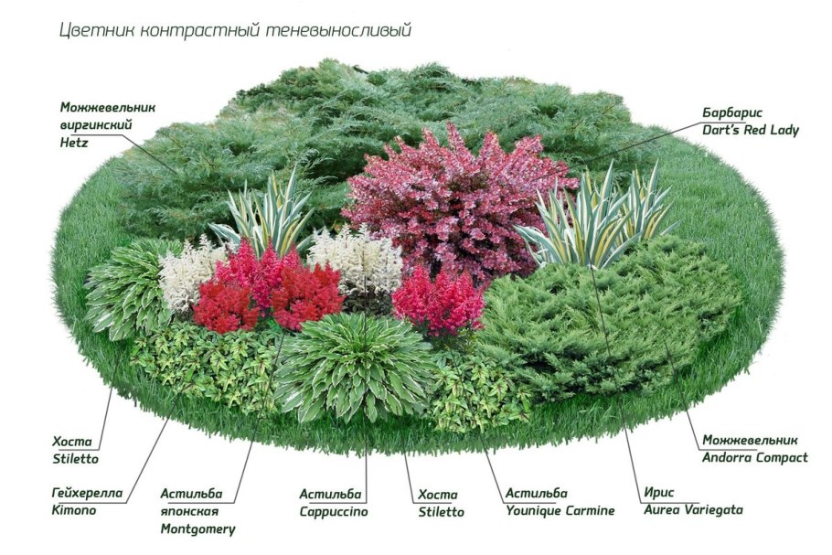 Хоста тенелюбивая