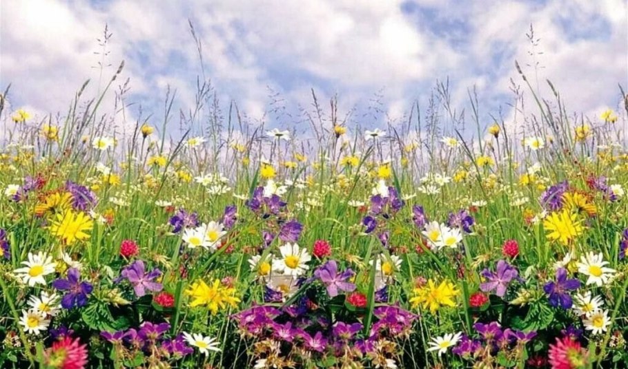 Природа лето яркая