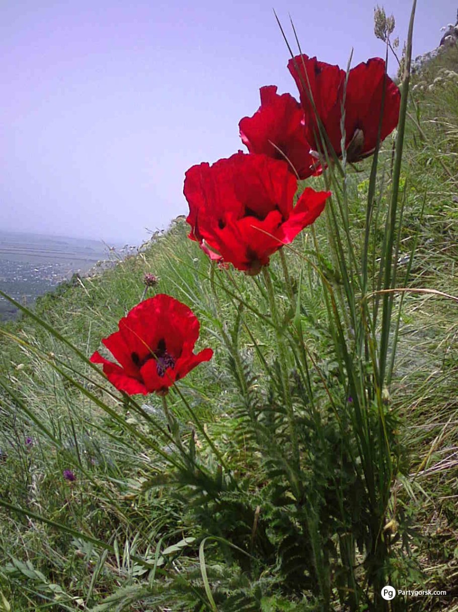 Тянь Шань Киргизия маки