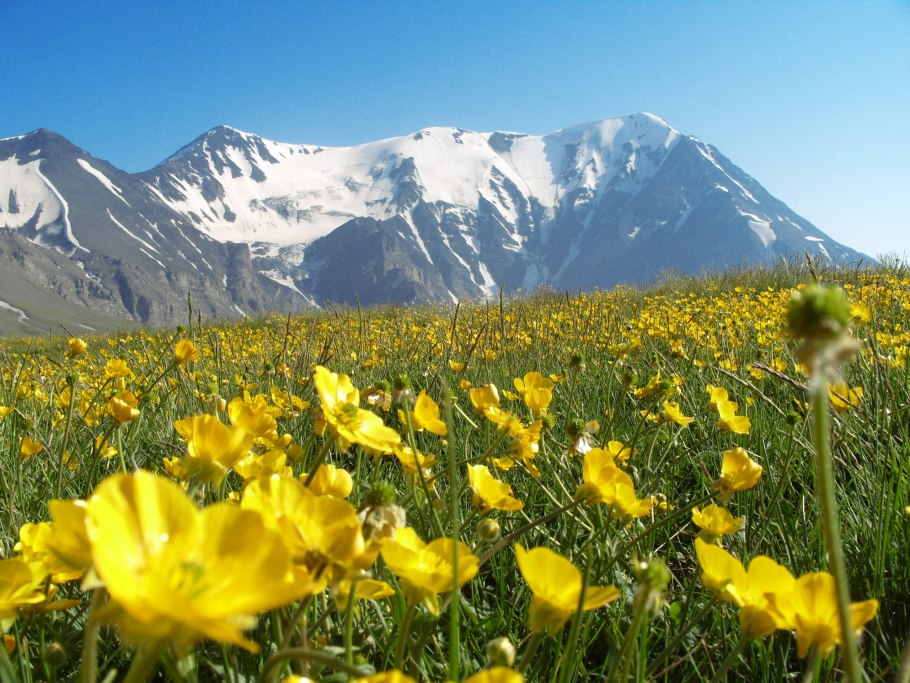 Северная Осетия горы Альпийские Луга