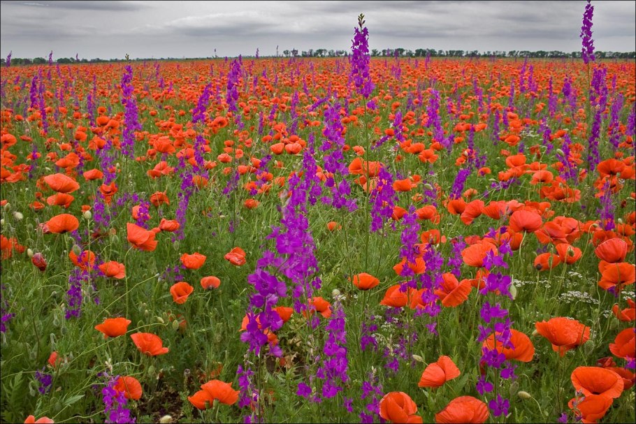 Пионы крымские горные