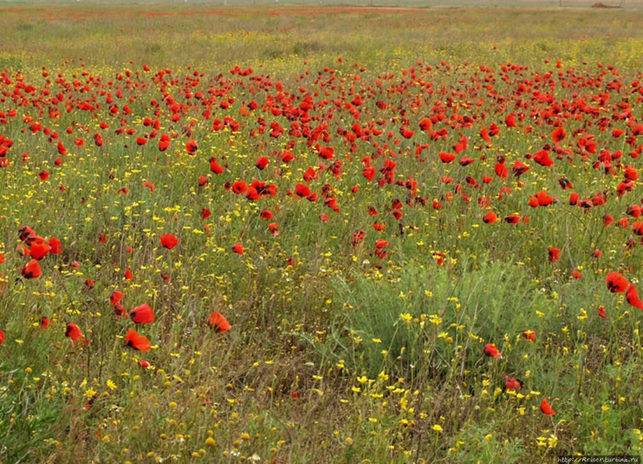 Калмыкия маковые поля