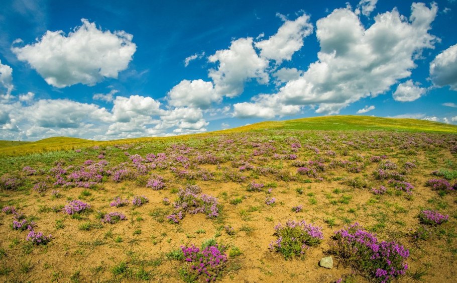 Альпийские Луга Северного Кавказа