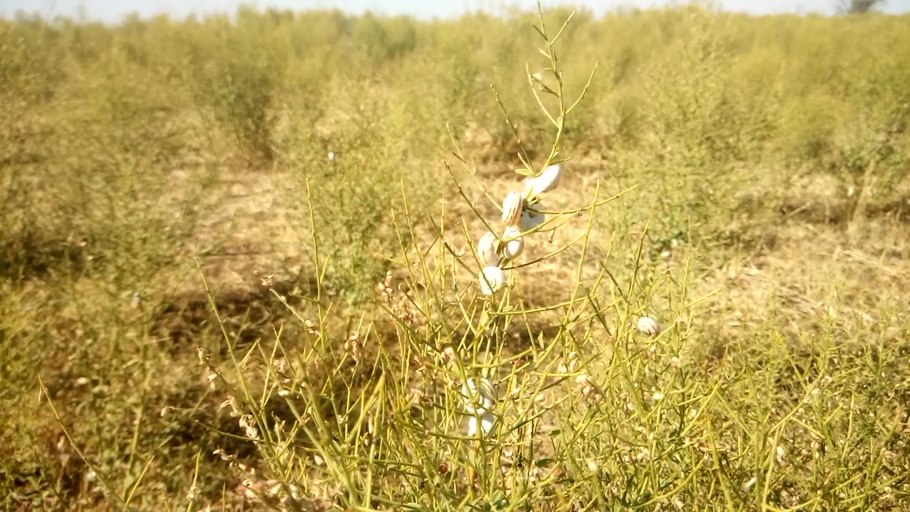Ростовский Оренбургский и Даурский заповедники