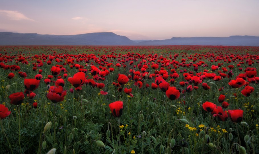 Маковые поля Туркмении