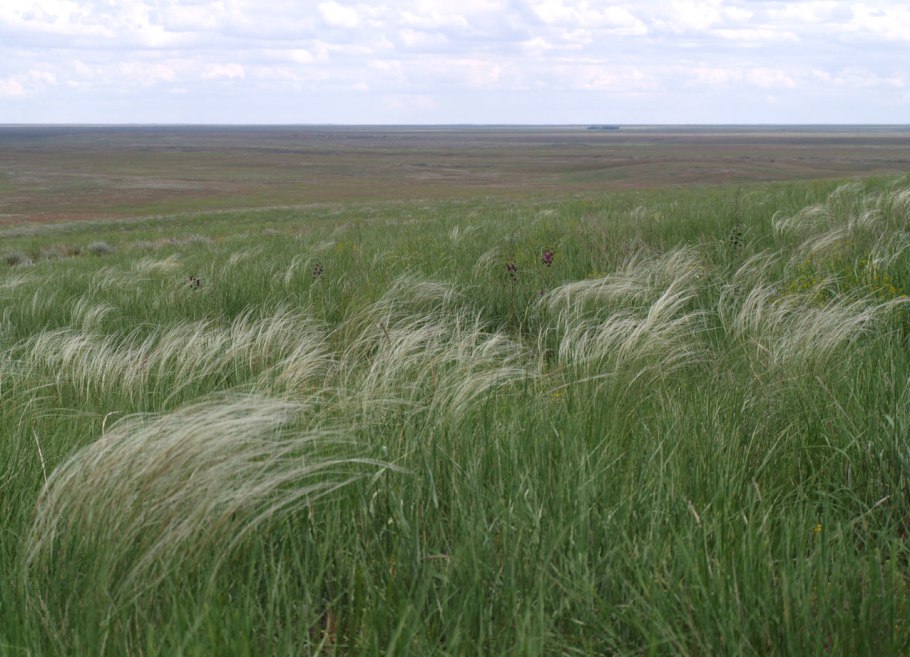 Алые маки Иссык-куля