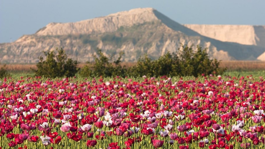 Мак прицветниковый