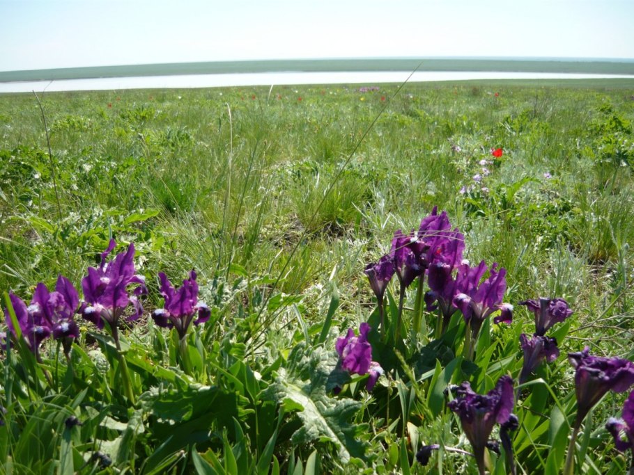 Маковые поля в Туркменистане