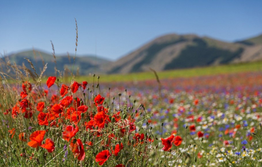 Чабрец горный Дагестан