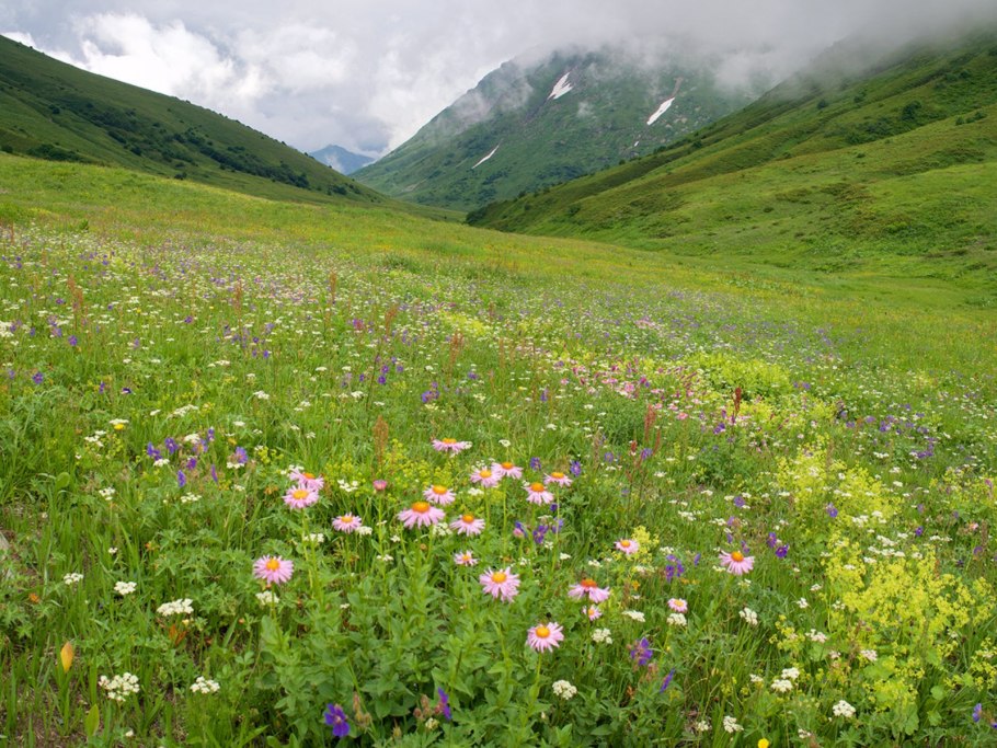 Ковыль кавказский