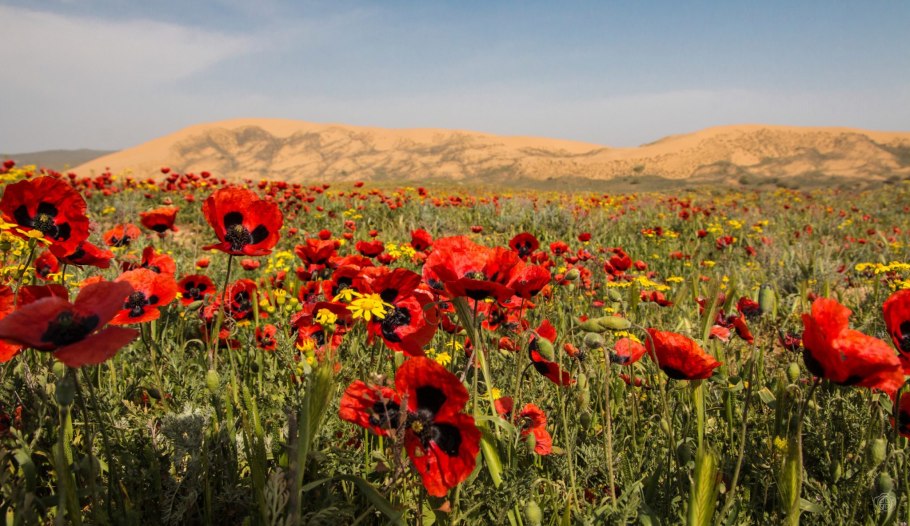Цветение маков в Дагестане