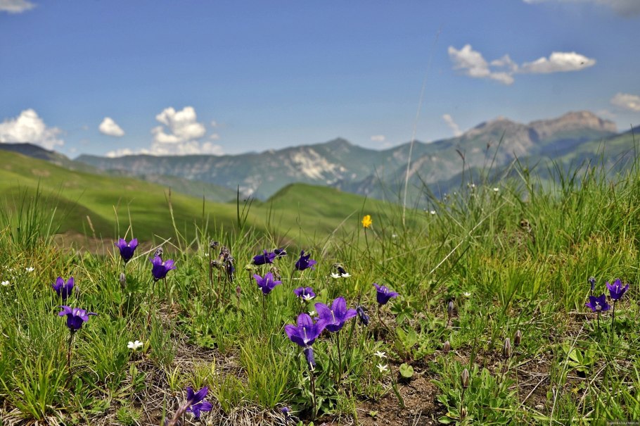 Маковое поле на Алтае