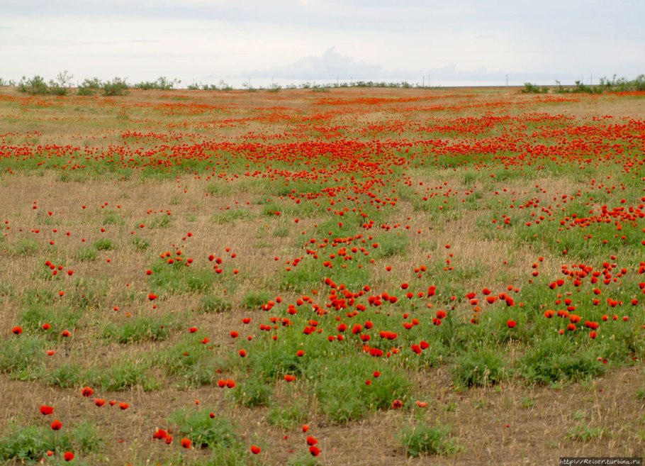 Армения гора Арарат Маковое поле
