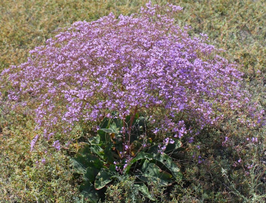 Пион тонколистный Крымский