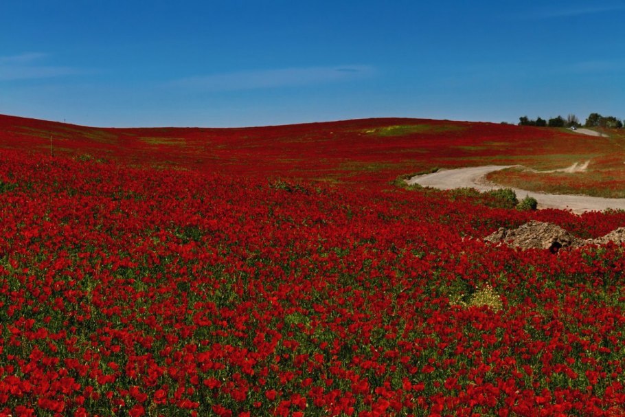 Высокогорные Луга и Горная тундра Прибайкалья