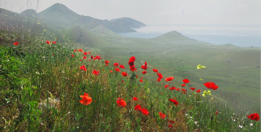 Альпийские Луга Кавказа . Эдельвейс