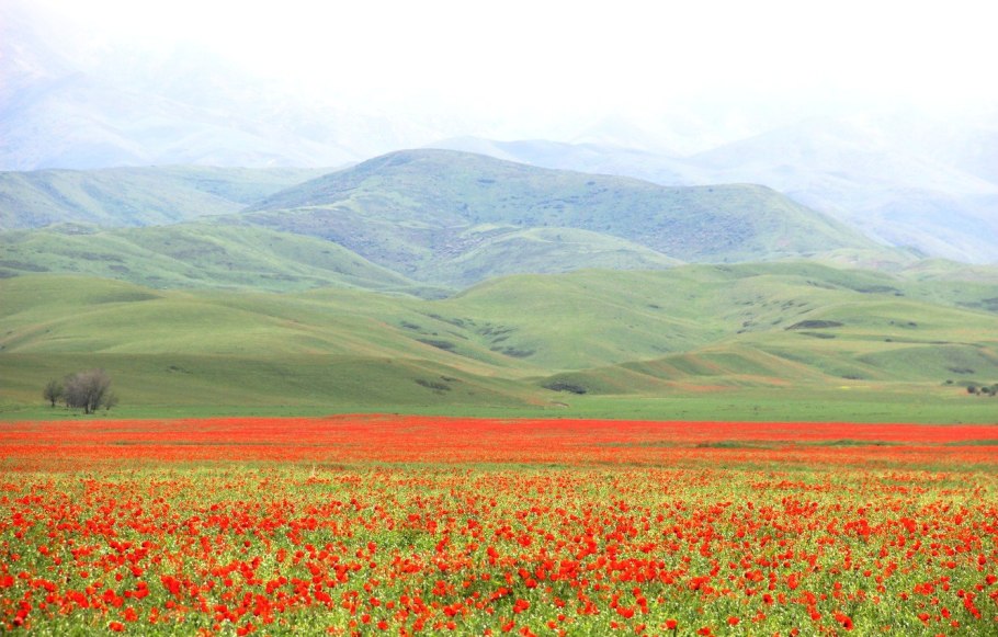 Астрагал рогоплодный