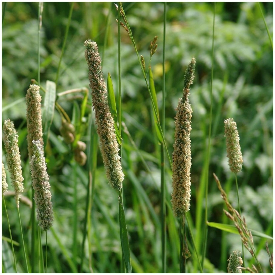 Тимофеевка Луговая (Phleum pratense)