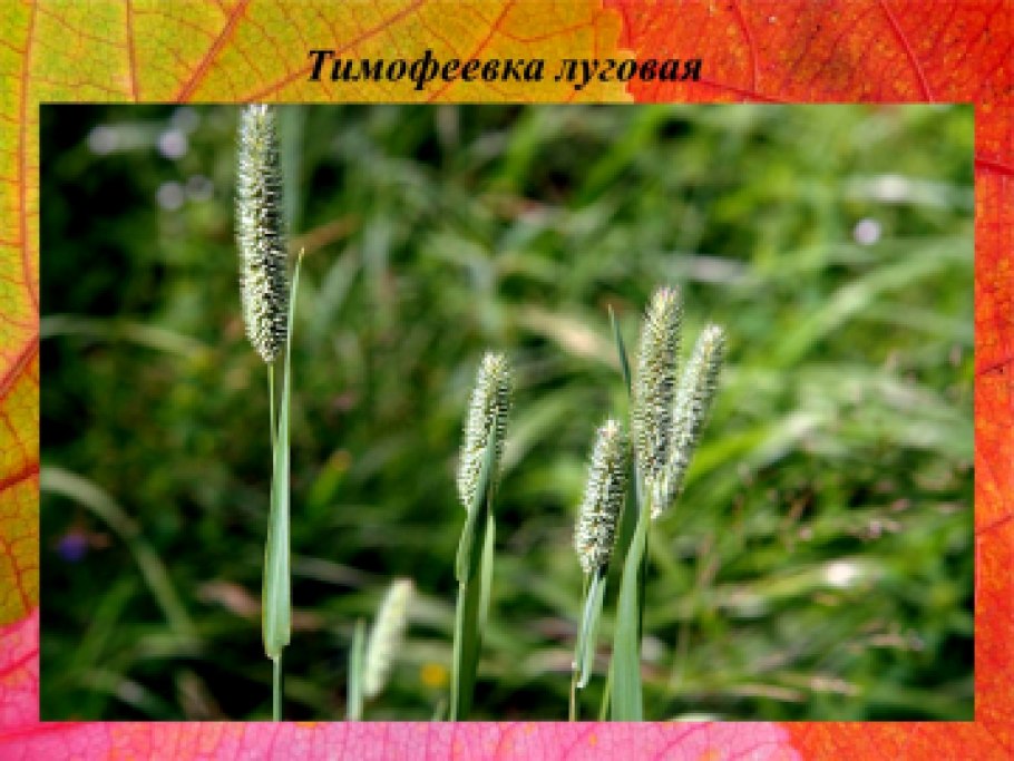 Тимофеевка Луговая корень
