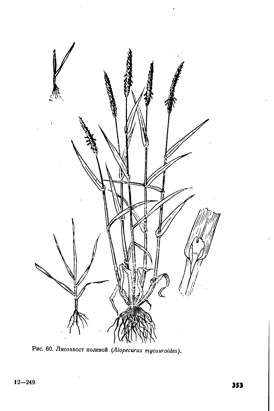 Тимофеевка Луговая, Phleum pratense (Phleum nodosum)