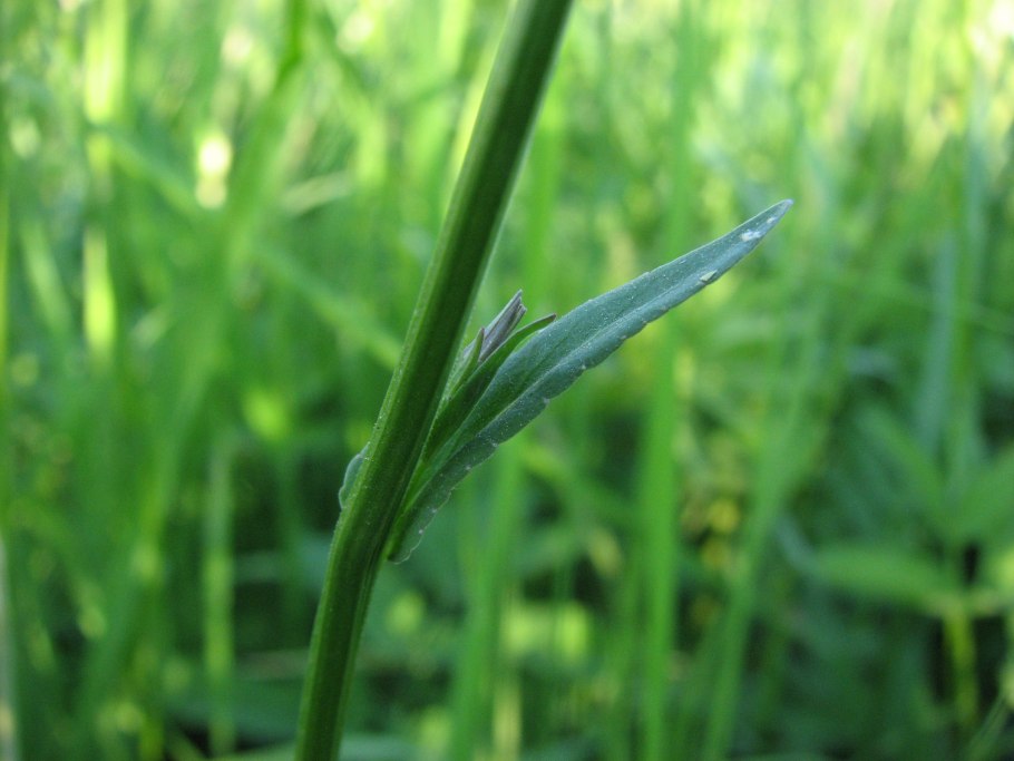 Phleum phleoides Тимофеевка Степная