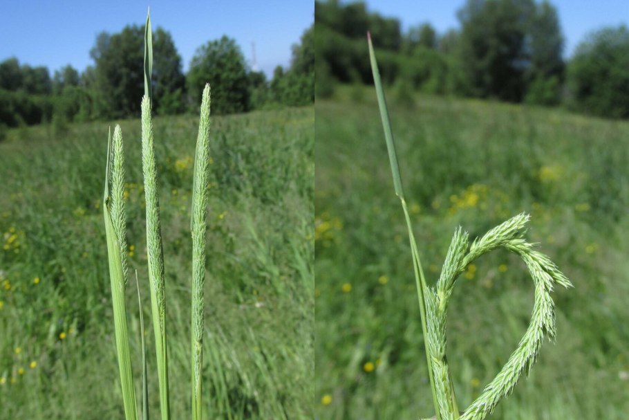Phleum phleoides Тимофеевка Степная