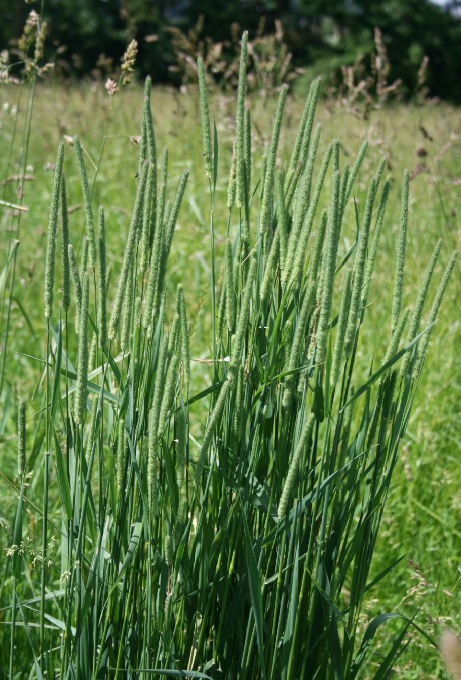 Лисохвост Луговой (Alopecurus pratensis).