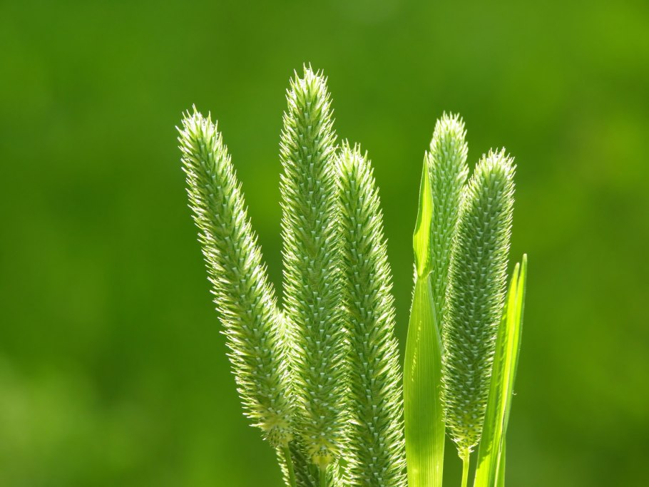 Тимофеевка (Phleum)