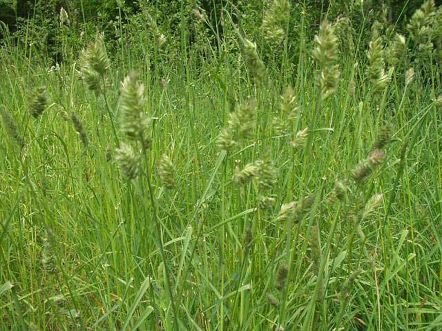 Щетинник сизый (Setaria glauca l.)