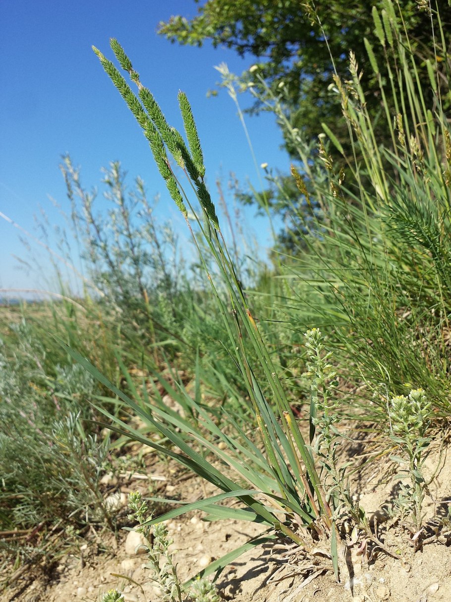 Тимофеевка (Phleum)