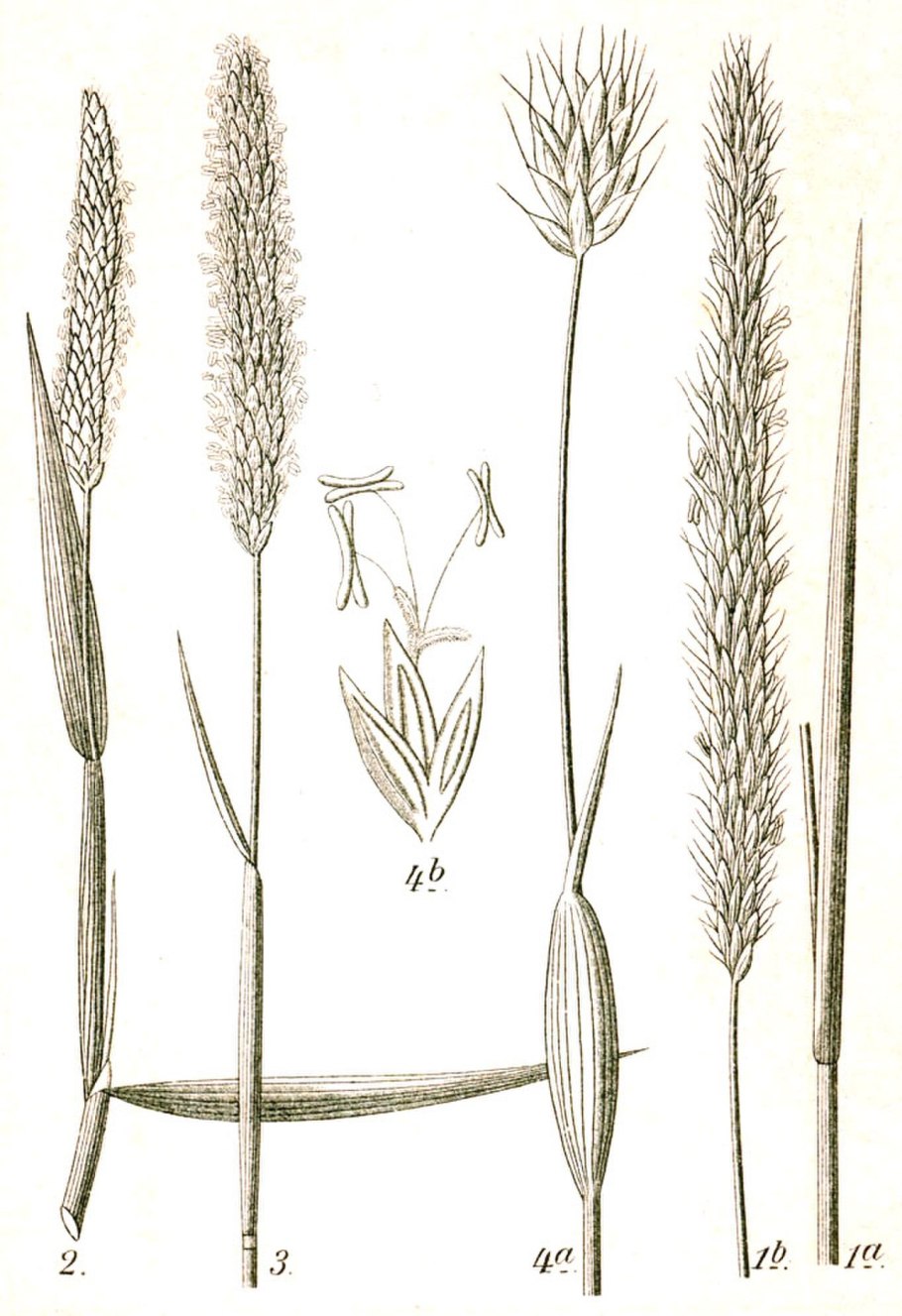 Phleum bertolonii DC