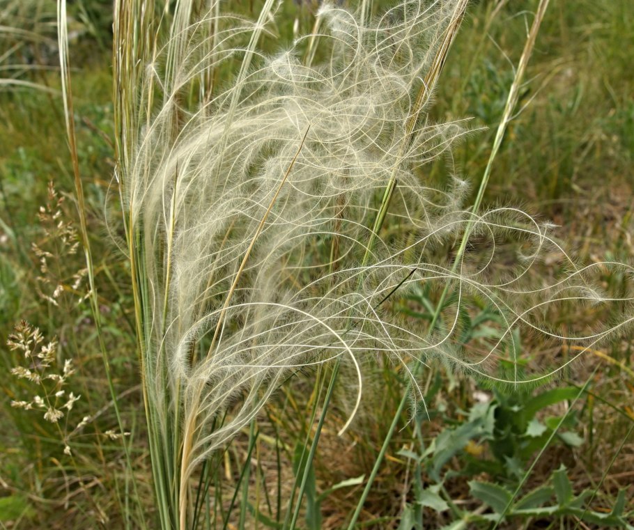 Ячмень гривастый (Hordeum jubatum)