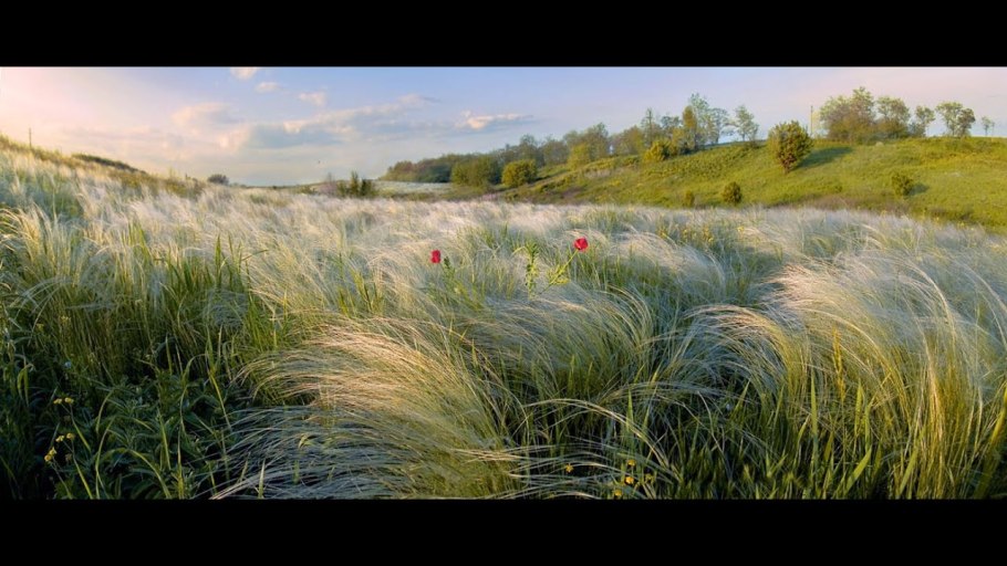 Ковыль Залесского – Stipa Zalesskii Wilensky
