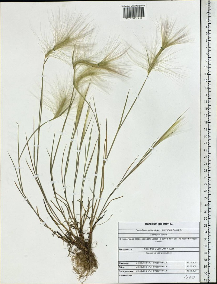 Ковыль красивейший (Stipa pulcherrima)