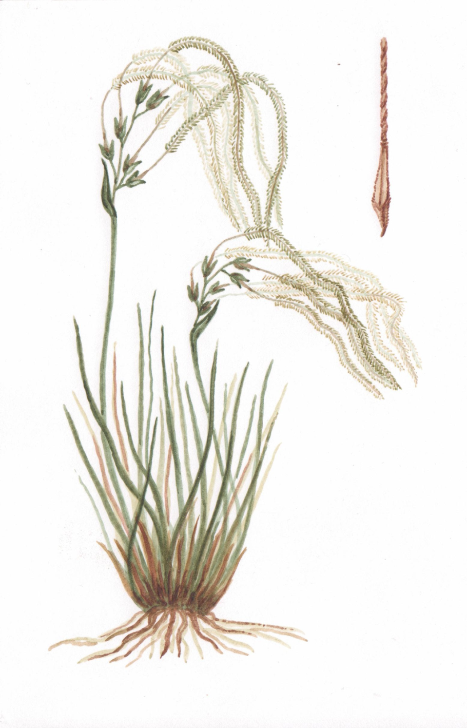 Растение ковыль Лессинга