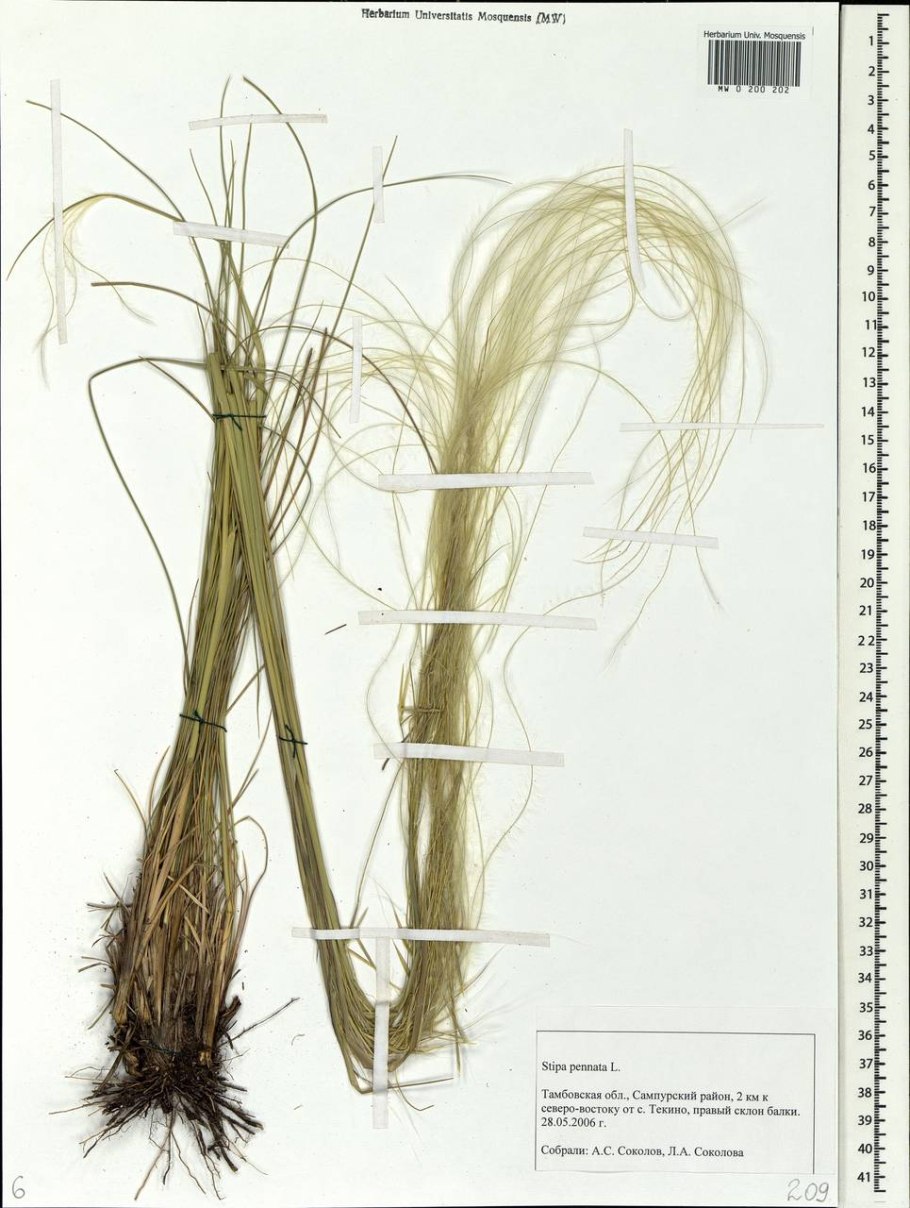Ковыль (Stipa)