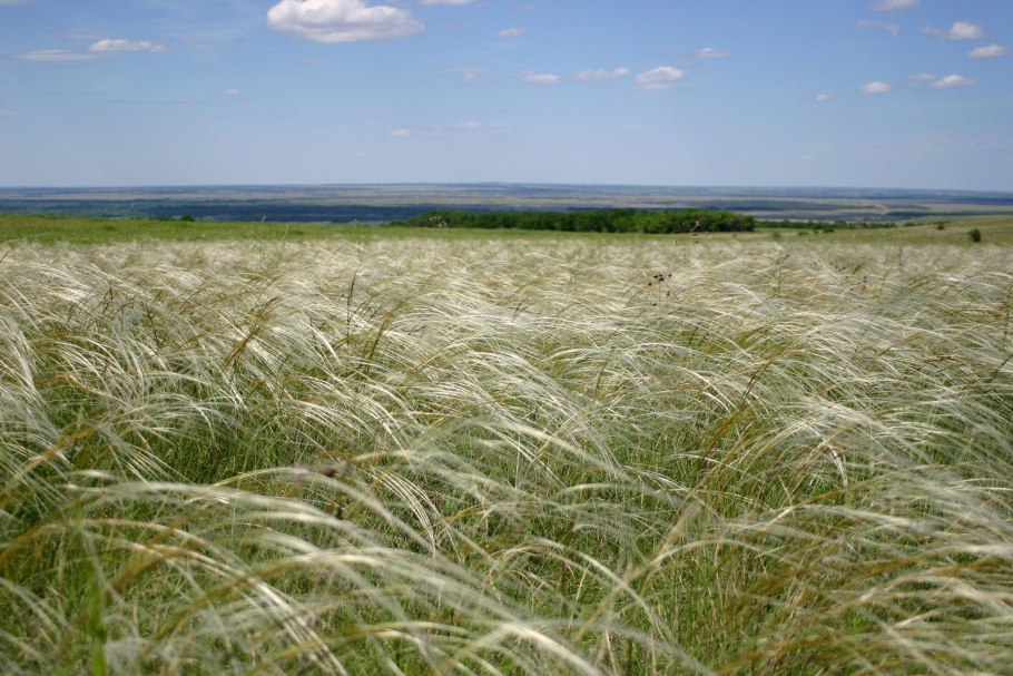 Ковыль перистый (Stipa pennata)