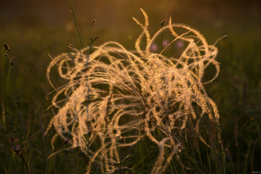 Ковыль перистый (Stipa pennata l.)