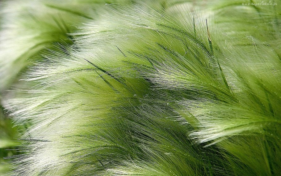 Ковыль перистый (Stipa pennata)