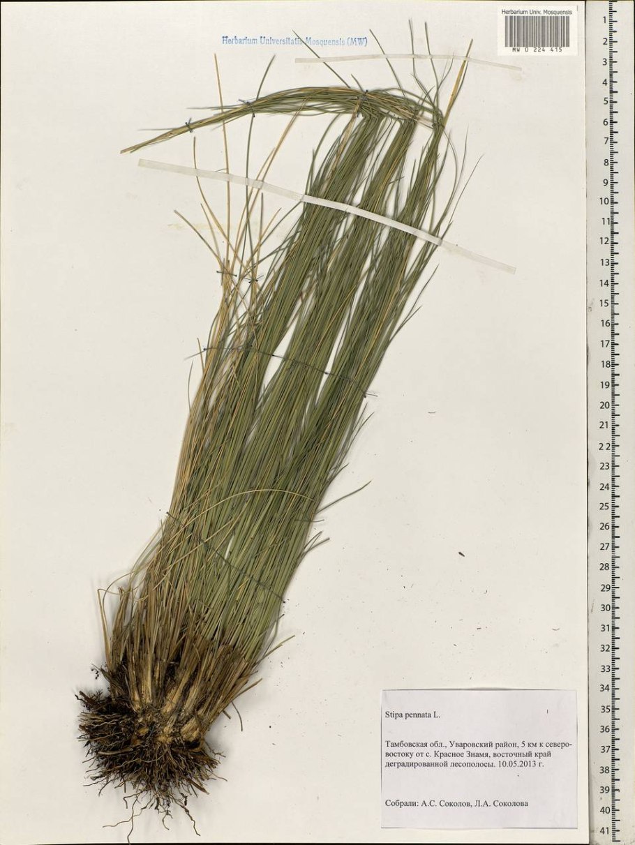 Ковыль на бэровских Буграх