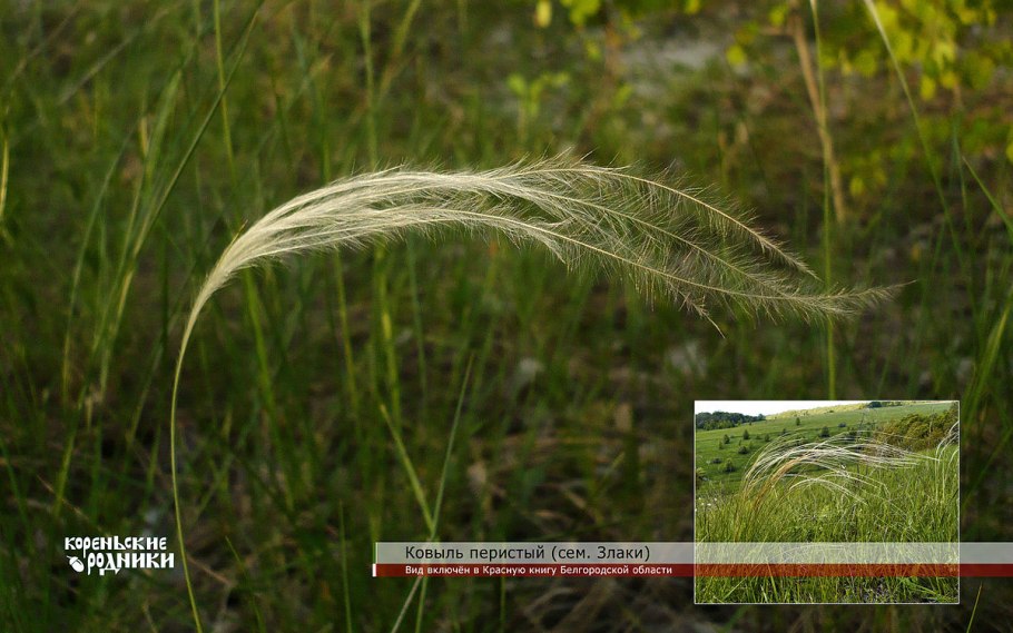 Ковыль перистый Степной