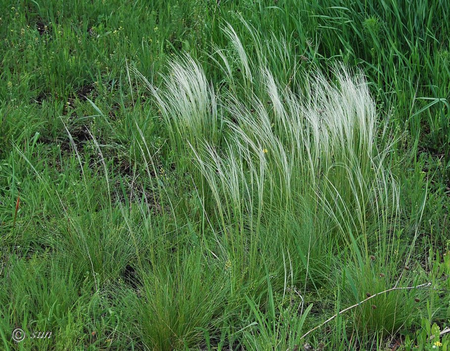 Ковыль Сырейщикова Stipa syreistschikowii