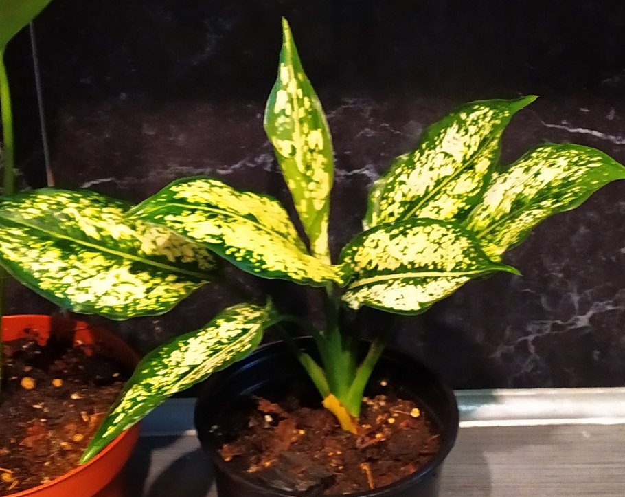 Аглаонема Джемини