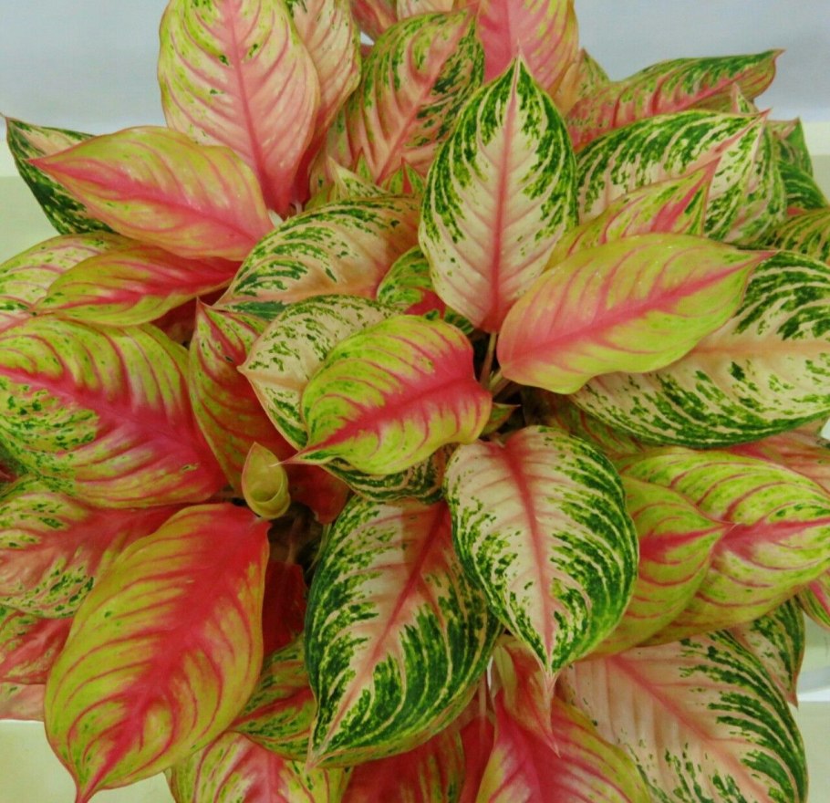 Аглаонема Росток в стакане