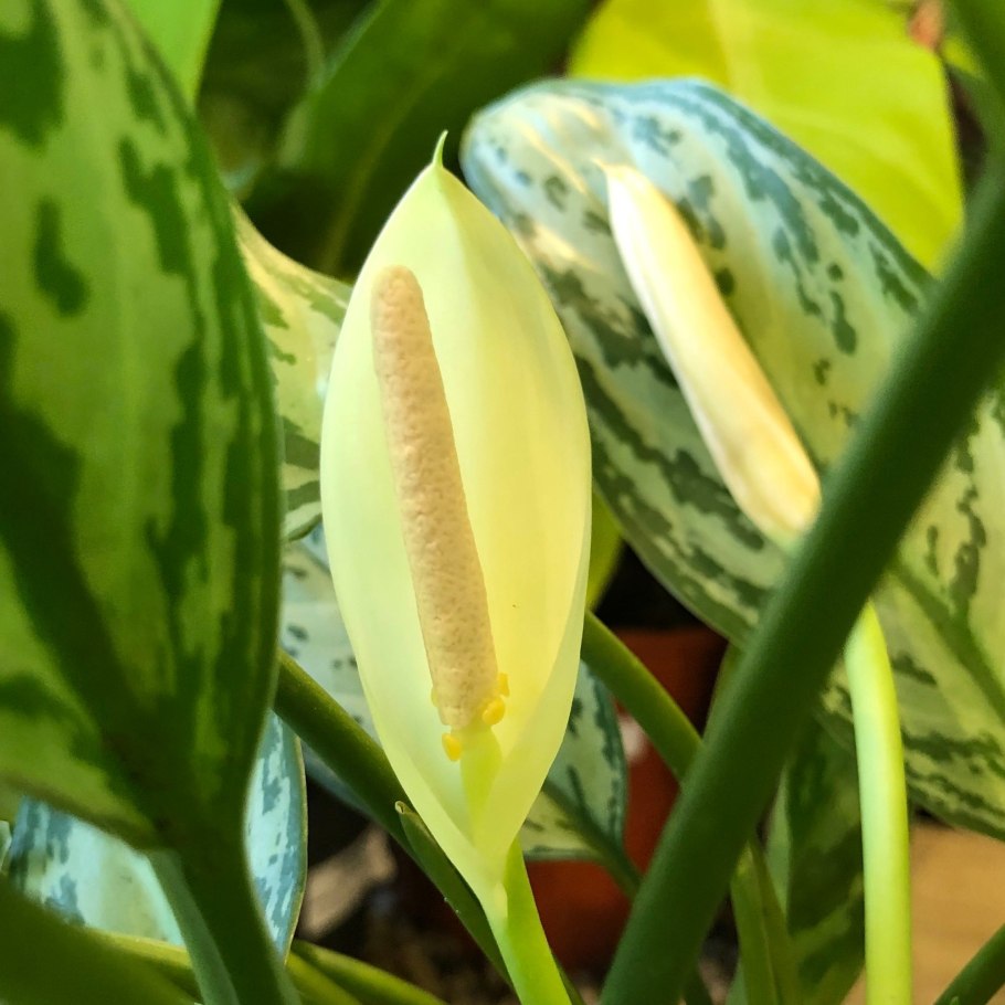 Аглаонема Грин Еллоу