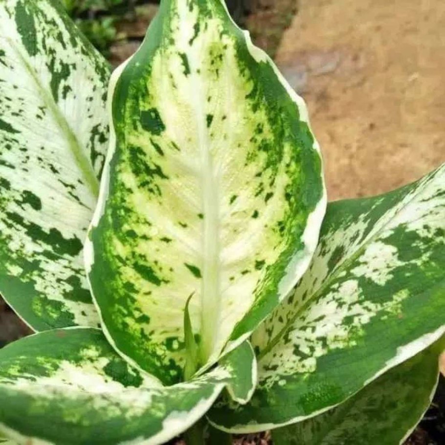 Аглаонема Грин Еллоу