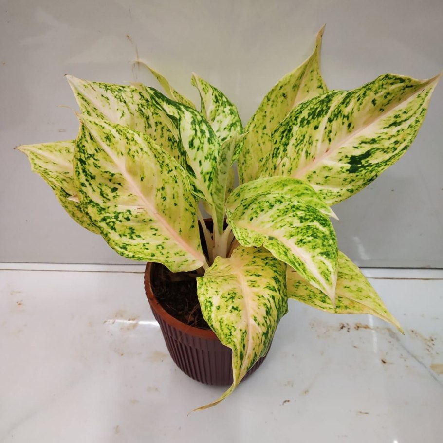 Аглаонема Бидадари